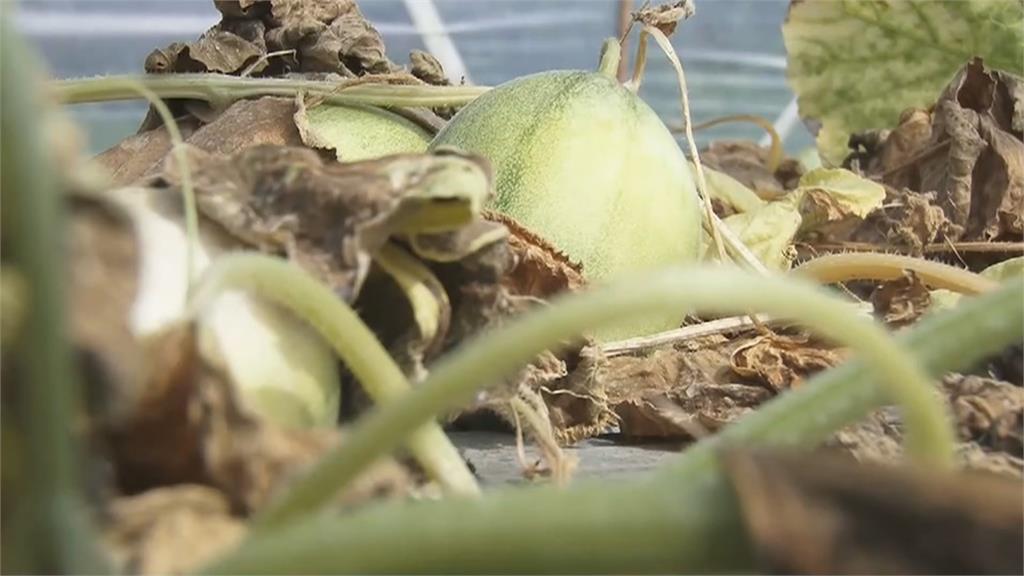 氣候、空氣污染！沒成熟就枯死　北門區洋香瓜災損逾七成