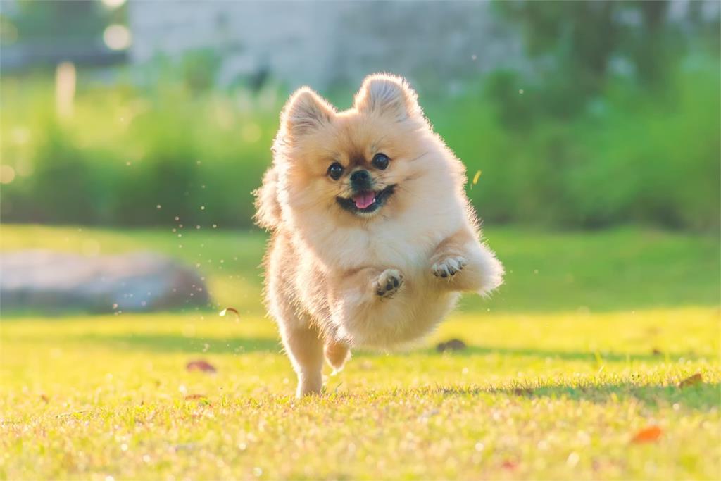 飼主注意！桃園動保處舉辦免費狂犬病疫苗、晶片施打活動