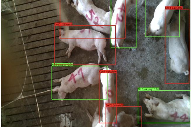 養豬也要智慧化管理！　AI科技計算體重、發情期提高產值