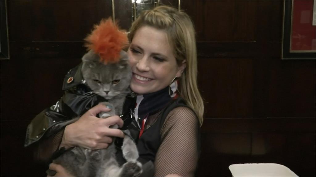 紐約舉辦「貓咪時尚秀」 宣傳用領養代替購買 