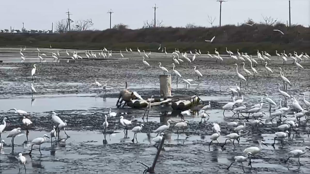 嘉義布袋魚塭抽池水收成　動物上演爭奪戰搶漏網之魚