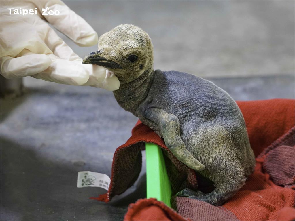 快新聞／台北市立動物園將滿107歲！ 睽違7年超萌「企鵝寶寶」破蛋而出