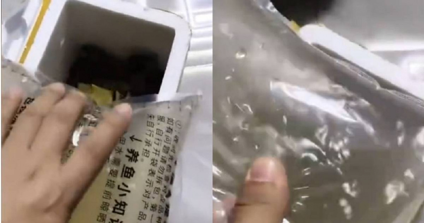 男網購50條觀賞魚只收到一袋水　賣家貼心1舉動反變「魚湯」