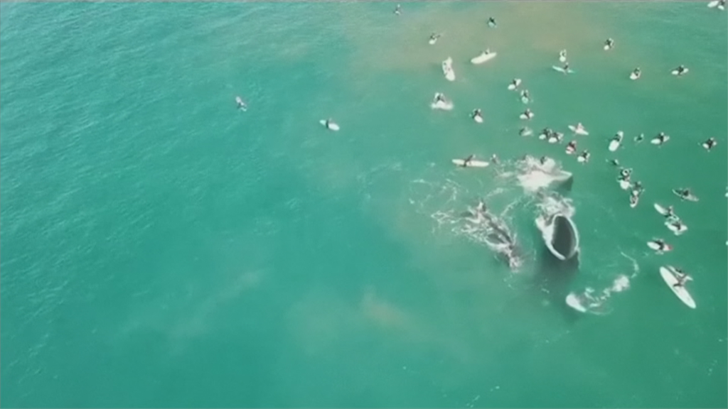 巴西鯨魚群聚嬉戲 澳洲母鯨護兒傷浮潛客