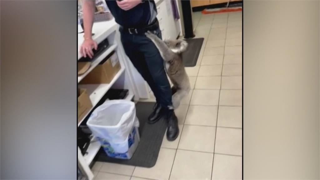 是樹幹嗎？　澳洲無尾熊逛超商　巴著店員大腿不放