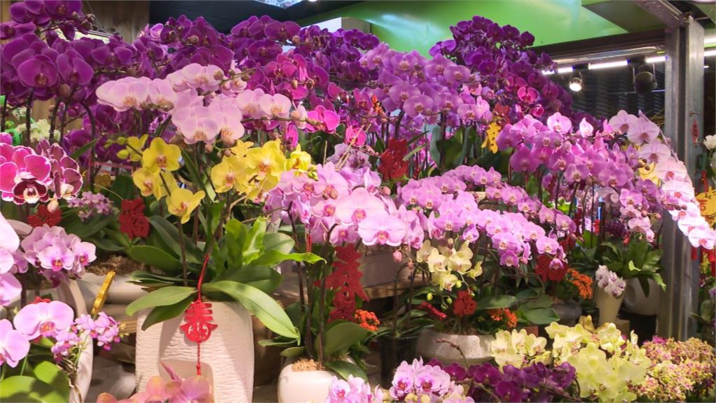 台北花市108小時不打烊！暖冬花卉盛產價格穩