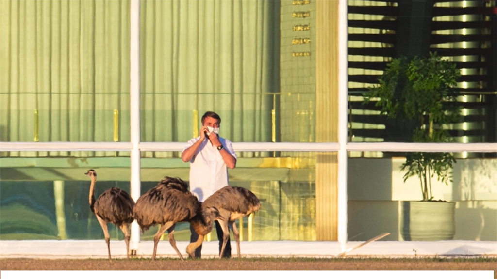 巴西總統確診隔離治療 戶外放風餵美洲鴕鳥
