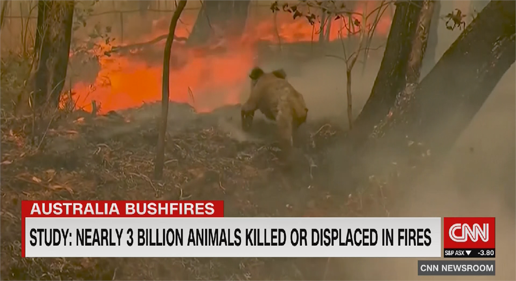 澳洲野火燒很大 最新統計近30億動物受害