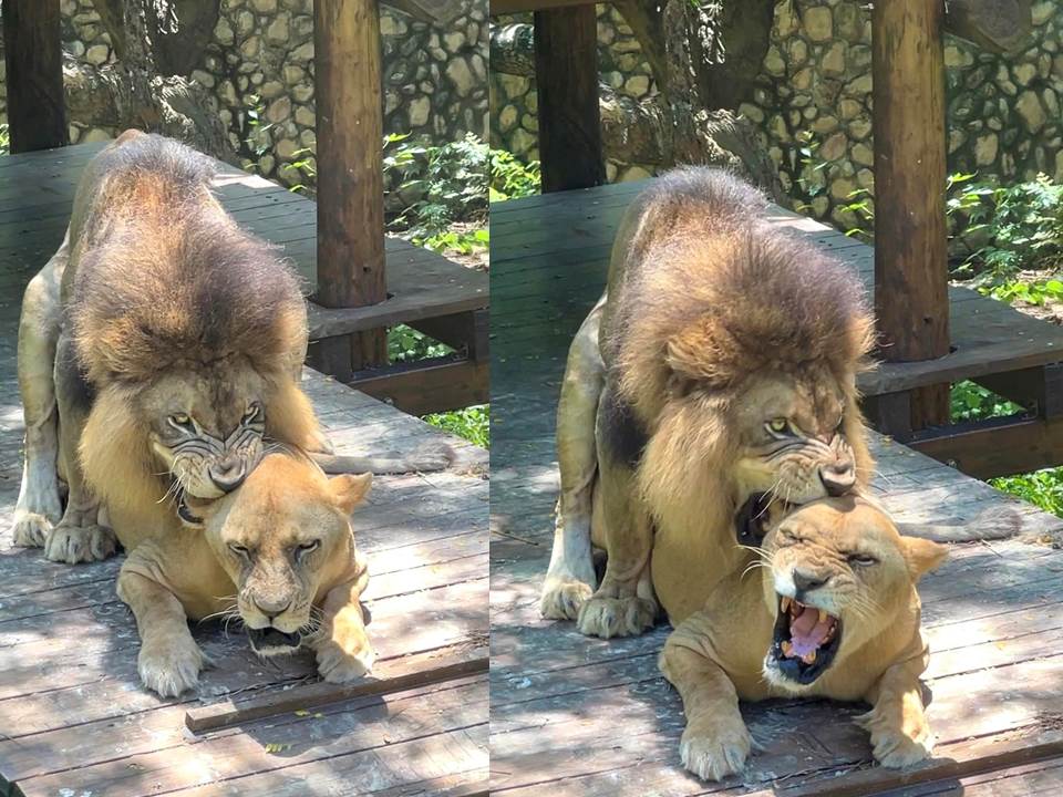 快新聞／壽山動物園母獅正值發情期！「驚」彩畫面引熱議　網笑：趕《獅子王2》上映？