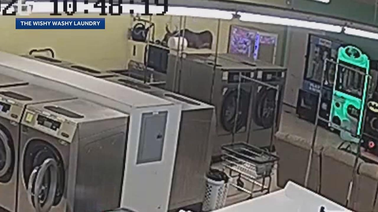 美國北卡野鹿暴衝洗衣店　撞飛民眾再破窗大鬧