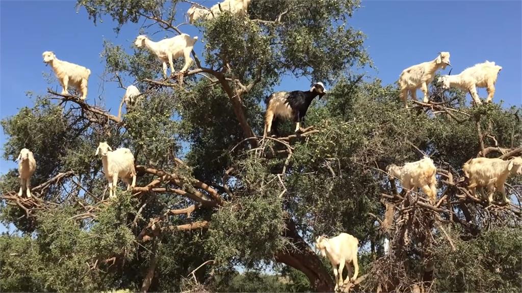 摩洛哥樹上驚見「山羊排排站」模樣可愛還能發財　背後原因曝光