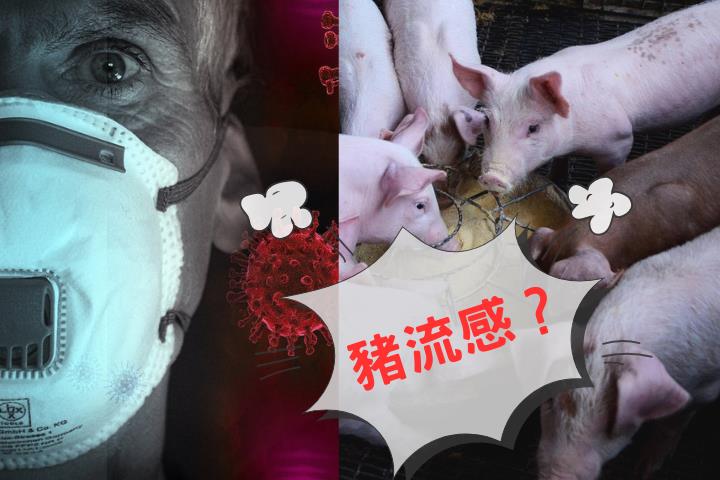 人類幾乎零抗體！「豬流感」跨物種擴散…科學家憂：重演H1N1噩夢