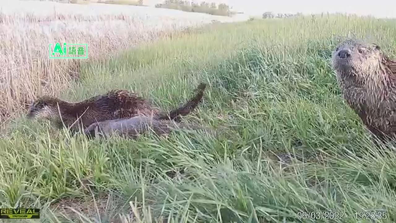 野外攝影機捕捉珍貴畫面　揭開野生動物神祕生活