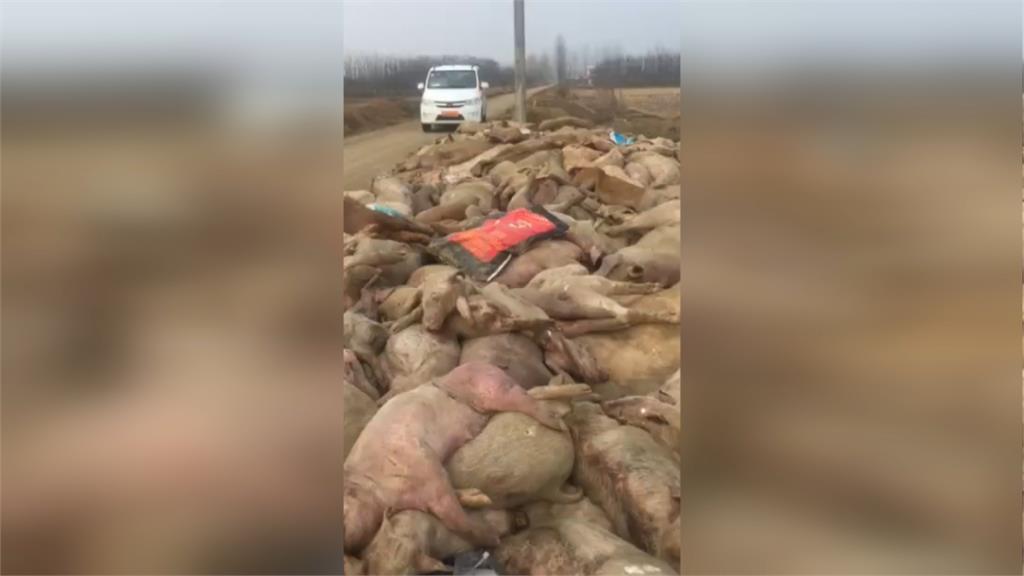豬瘟風暴／中國還在硬撐？21省已淪陷 超過60萬頭豬遭撲殺
