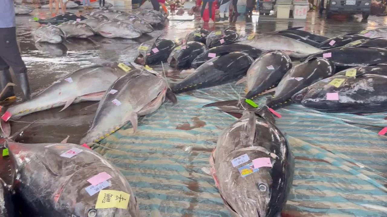 獨／今年黑鮪魚配額增至2900公噸　漁民笑開懷：可回饋消費者