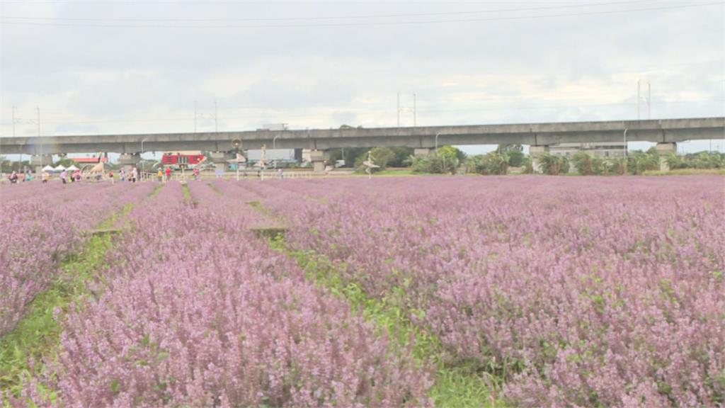 放棄採收成就壯闊花海！　楊梅「仙草花節」遊客爭相朝聖