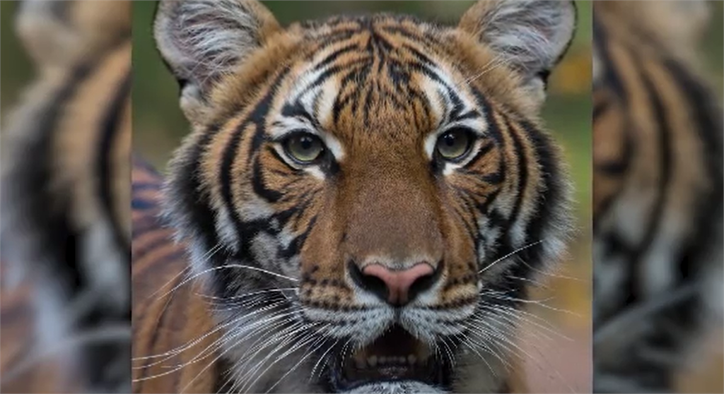 全球首例紐約老虎中鏢 疑遭飼育員傳染 