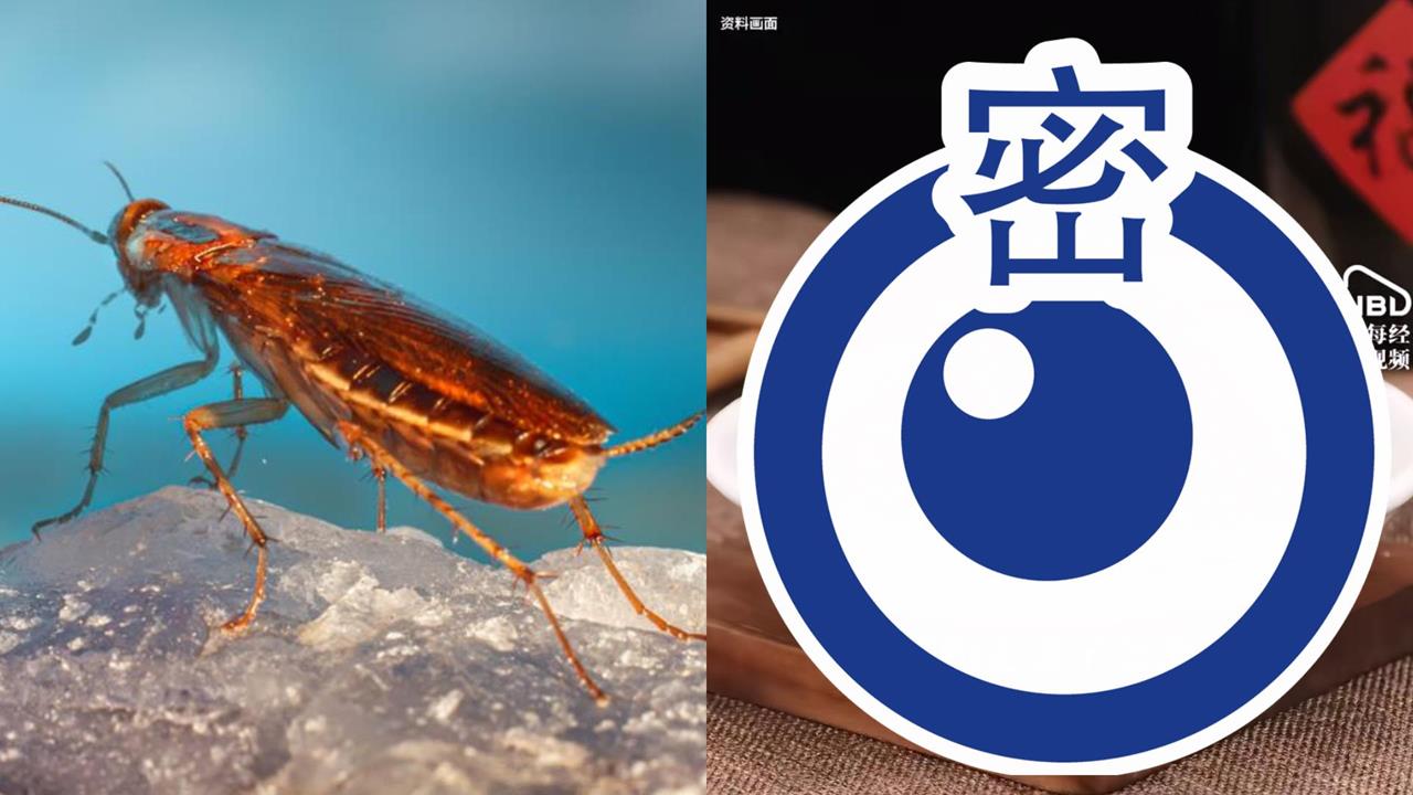 中國健身圈掀「蟑螂粉」平替蛋白粉熱潮！壯男喝一口「嘴裡都是XX」：這不能喝