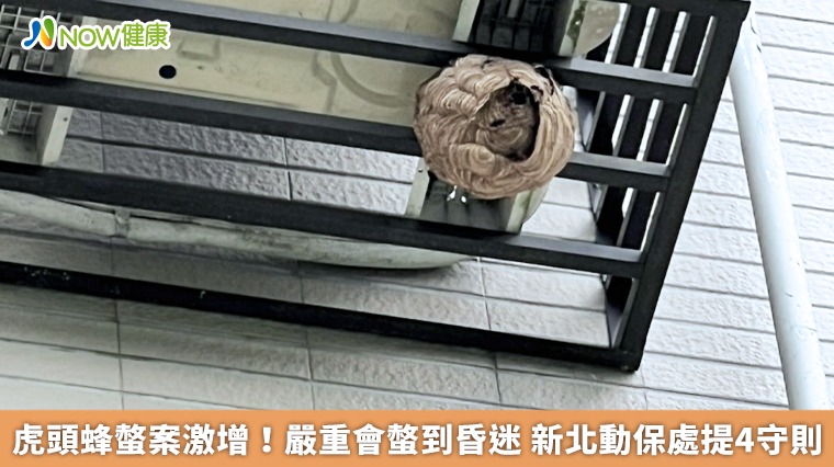 虎頭蜂螫案激增！嚴重會螫到昏迷　新北動保處提4守則