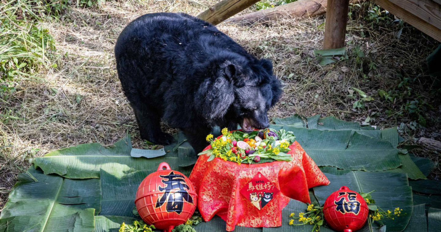 今年第4隻！壽山動物園黑熊「瑪莉」離世　30年精彩生命圓滿謝幕
