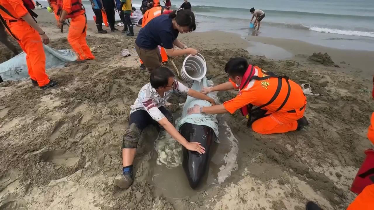 集氣！屏東車城11隻小虎鯨集體擱淺　4死7搶救中