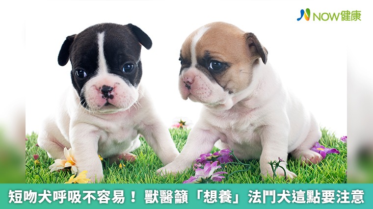 短吻犬呼吸不容易 獸醫籲 想養 法鬥犬這點要注意 民視新聞網