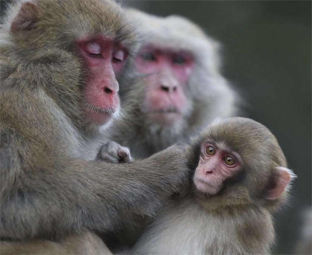 動物園為猴子「減壓」　天竺鼠自行決定「今天見客嗎？」