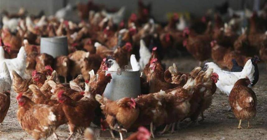 嘉義2養雞場爆H5N1禽流感　防檢署證實：逾6萬雞隻全數撲殺