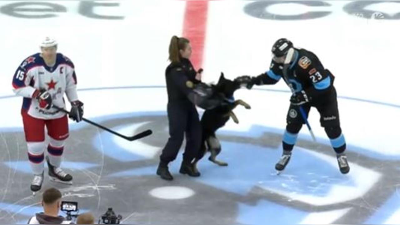 冰球(影)／他不是歹徒啦！警犬開球觸發「鎮暴本能」　爆錯咬球員烏龍