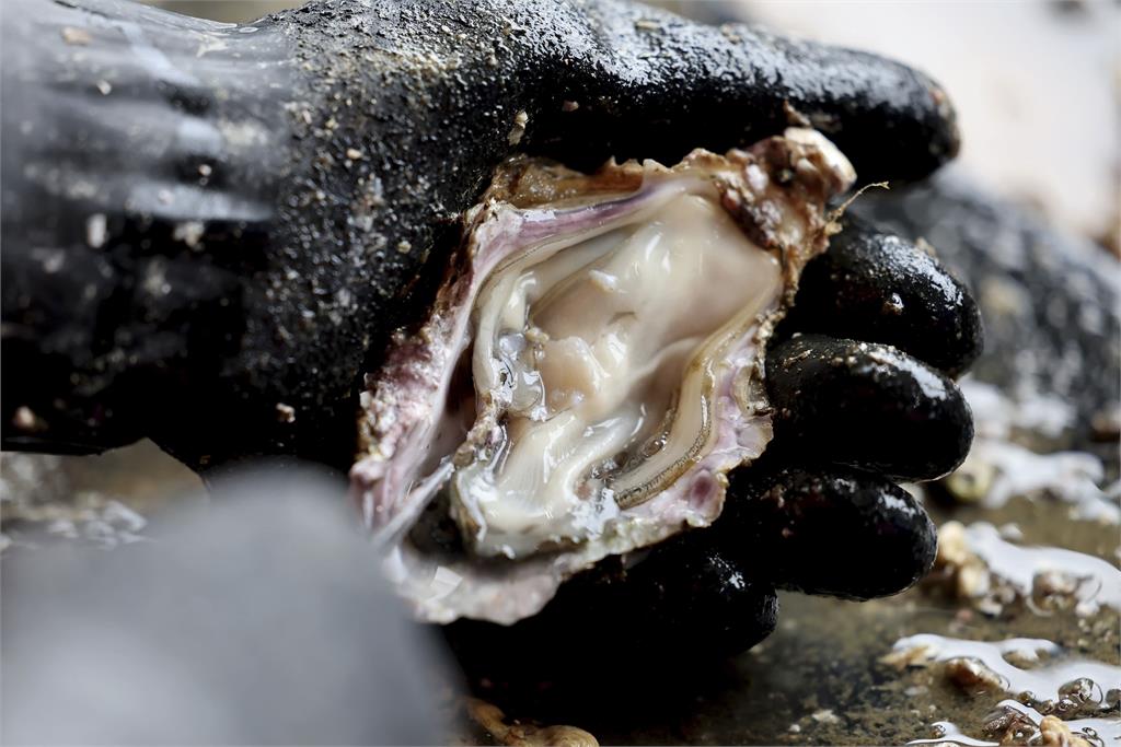 海水升溫牡蠣產量急墜　業者出奇招「陸地養殖」成功：不必看天吃飯