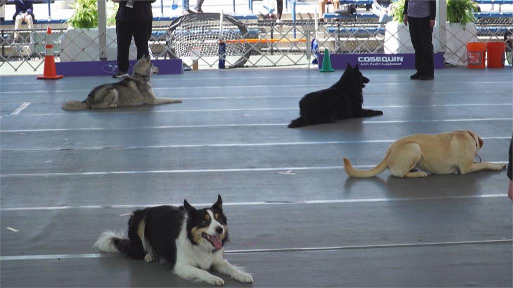 美國西敏犬展睽違2年回歸　毛小孩拚冠軍寶座