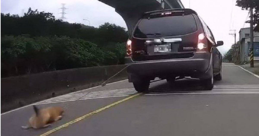 小黃狗遭綁車後拖行「磨到見骨」 粗心飼主遭動保處祭重罰並列「終身禁養」黑名單