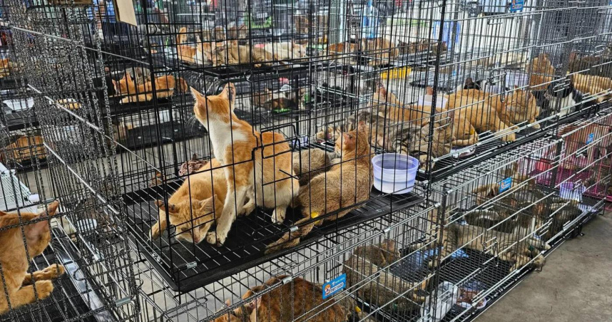 現場大量活貓與死貓！越南警破獲竊貓集團逮9人　逾400隻貓待宰