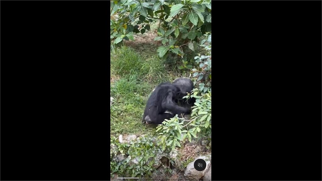 驚悚畫面曝!小獼猴誤闖展區 遭黑猩猩「群起圍毆」傷重死亡