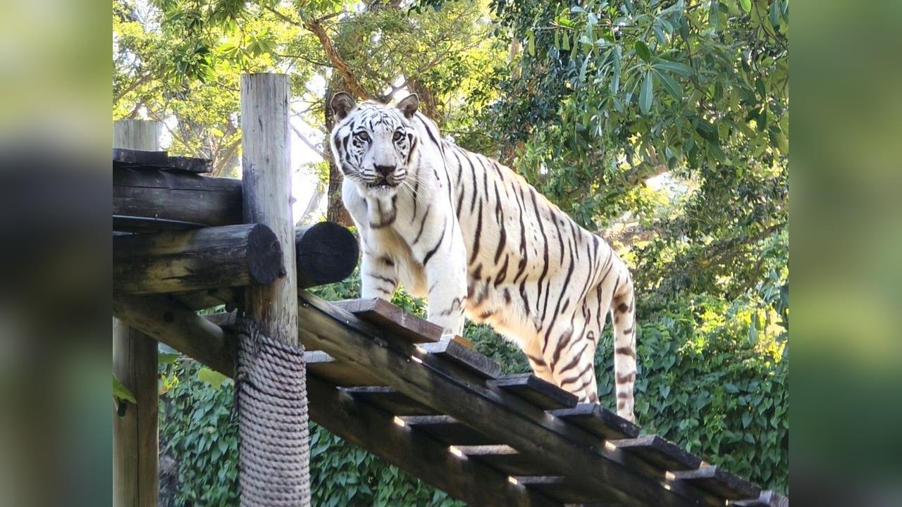 快新聞/再見!19歲圓滿謝幕 壽山動物園白虎「昭海」高齡過世