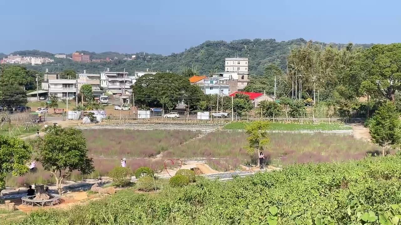 苗栗三灣出現「粉黛亂子草」　屬外來種最高可罰30萬