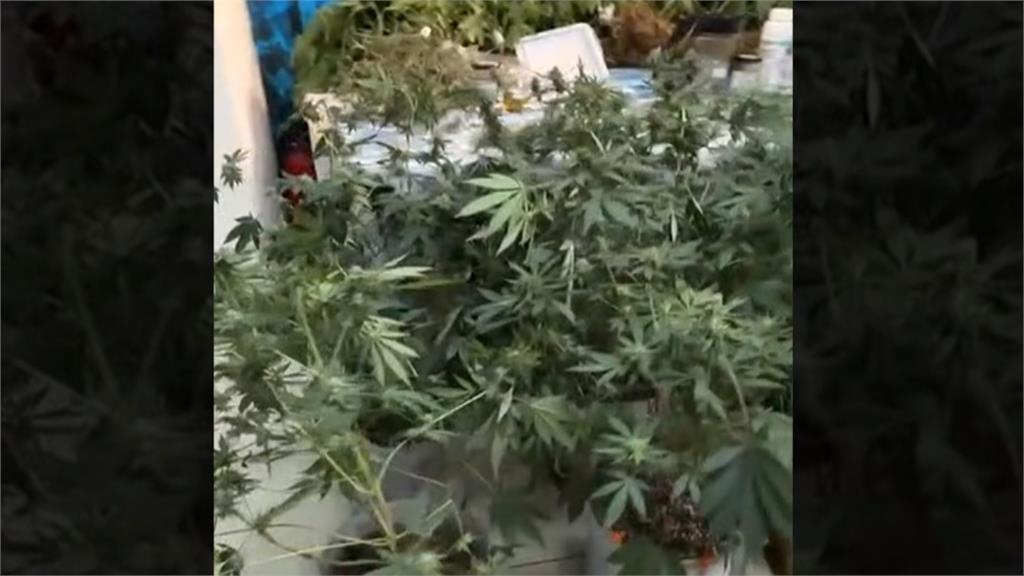 「有雞」栽培好壯壯！桃警破獲貨櫃大麻製毒工廠