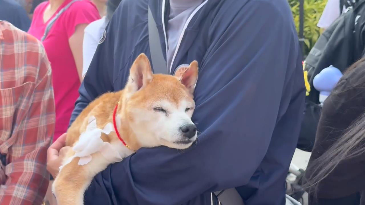毛孩總動員！北港義民廟"義犬將軍"遶境　率領百隻寵物上街祈福.募款