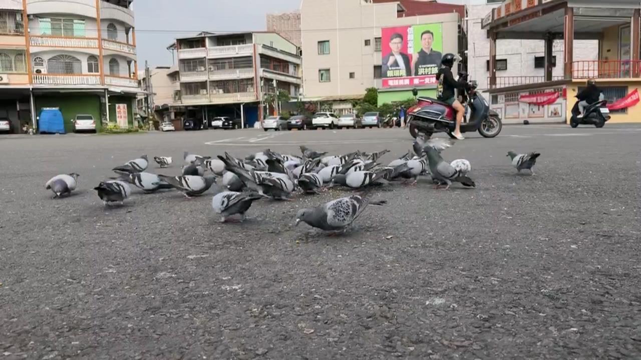 婦人涉餵毒米害24鴿子「當場暴斃」　高雄警調監視器抓人