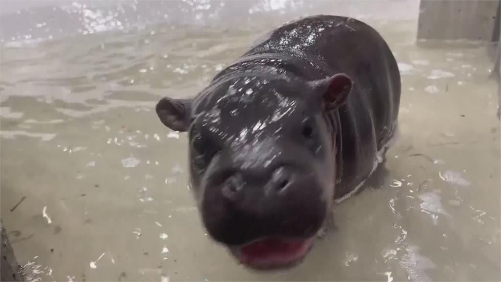 美版彈跳豬！　維吉尼亞州動物園侏儒河馬誕生