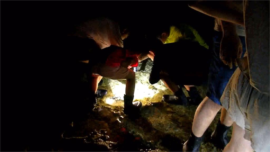 綠島「夜遊」探索潮間帶 300物種等你發掘
