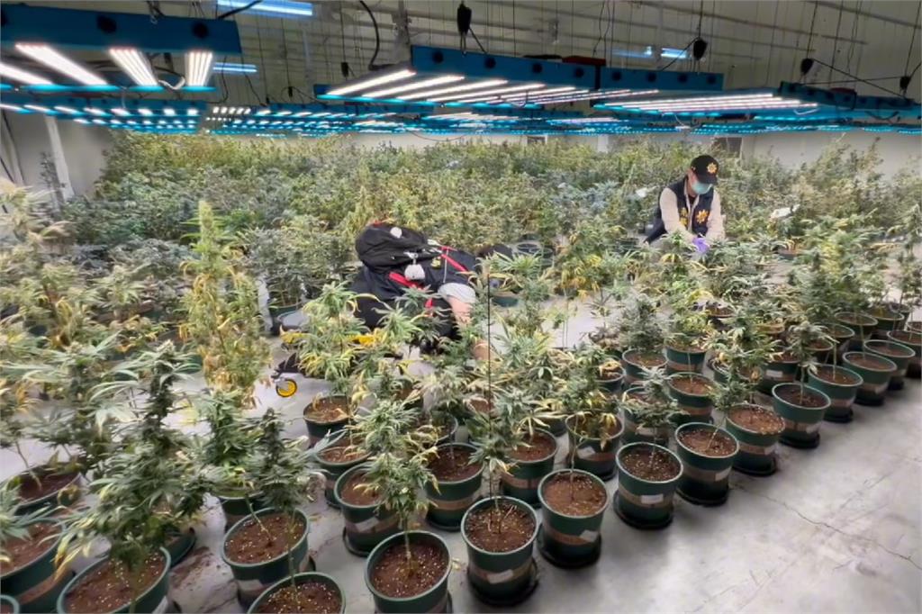 快新聞／差點毒害300萬人！刑事局、新竹警方聯手　破獲史上最大大麻案