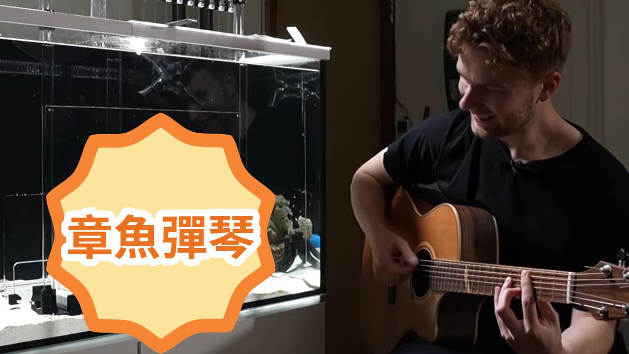 音樂家買章魚回家訓練!僅花6個月竟「學會彈Baby Shark」驚呆570萬人