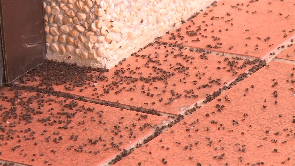 「小黑蟻」大軍蔓延！農委會宣導防治措施
