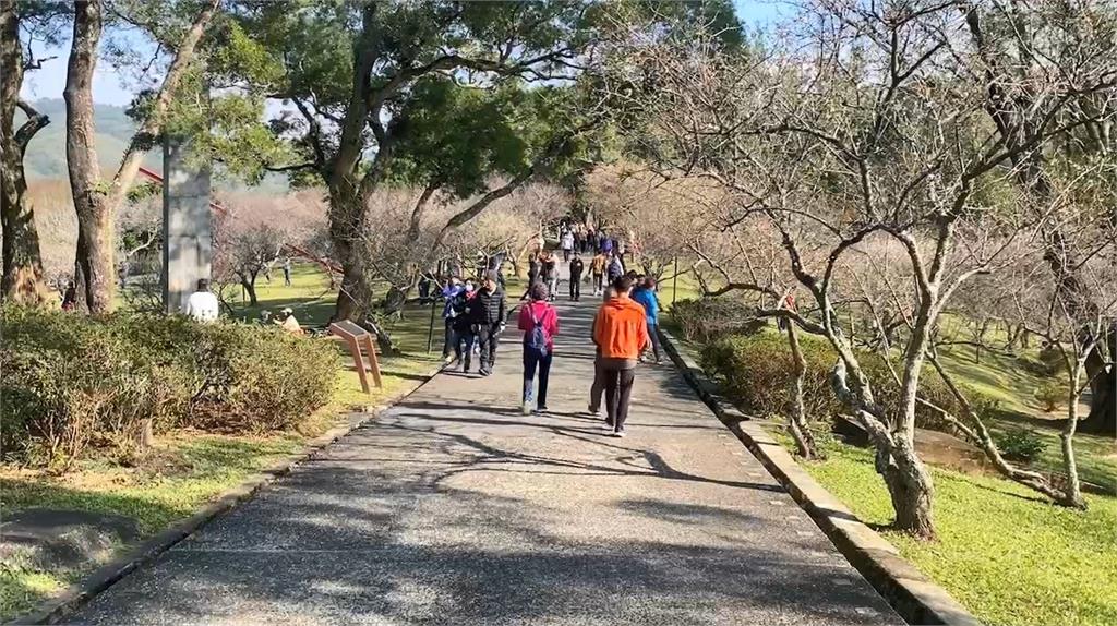 北台灣最大梅園　角板山近300株梅樹盛開超夢幻