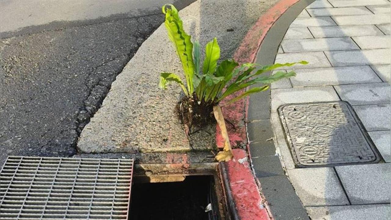 快新聞／台北水溝驚見野生大山蘇！他看傻「蔣萬安在種菜嗎」：到底土壤多肥沃