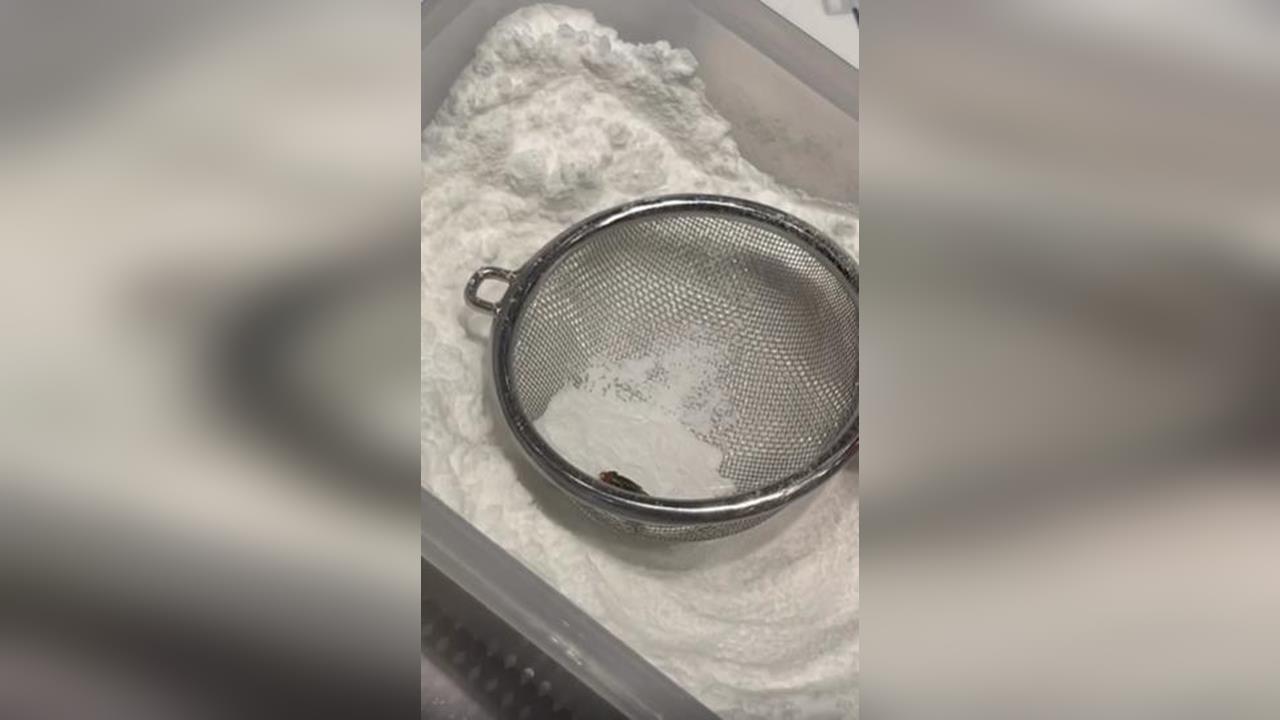 快新聞／噁！日系泡芙連鎖店驚爆食安危機！網拍到「這生物」卡糖粉盒