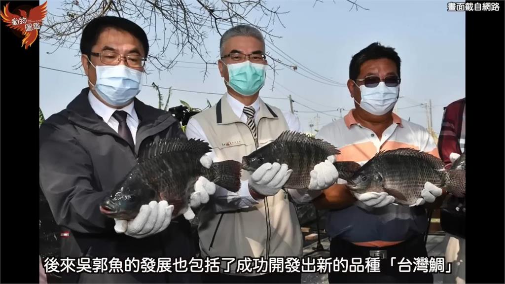 吳郭魚創造經濟奇蹟！外來種變身台灣國寶　外銷全球更登上外太空