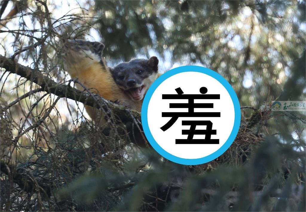 玉山黃喉貂樹上「愛愛」40分鐘　罕見畫面全都錄