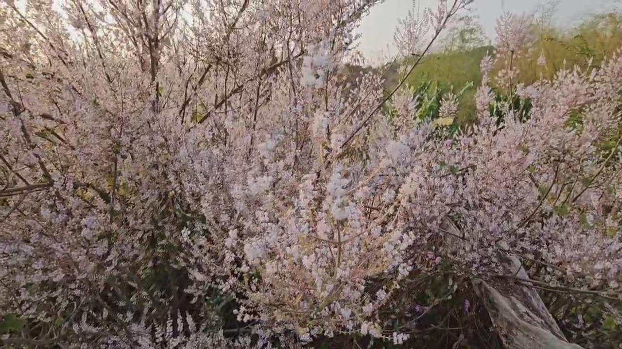 台南南化隱藏版秘境　紫色花海吸引遊客慕名而來